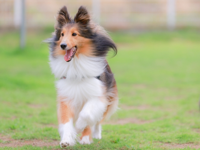犬のバベシア症を解説！症状・原因・治療・予防を知る
