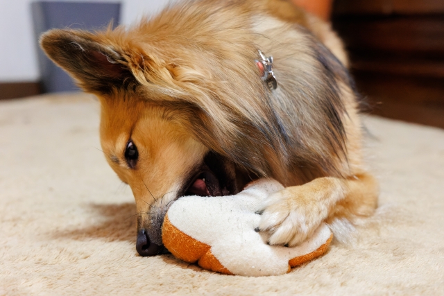 犬の腸閉塞（イレウス）を解説！症状・原因・治療・予防を知る