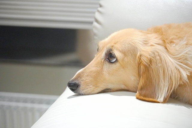 犬のトリコモナス症を解説！症状・原因・治療・予防を知る