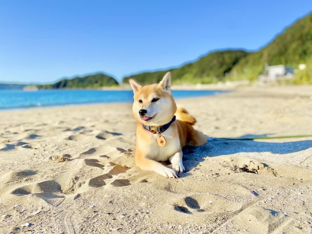 夏に注意すること アニホック往診専門動物病院