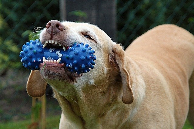 犬や猫が噛みつく原因と対策 アニホック往診専門動物病院