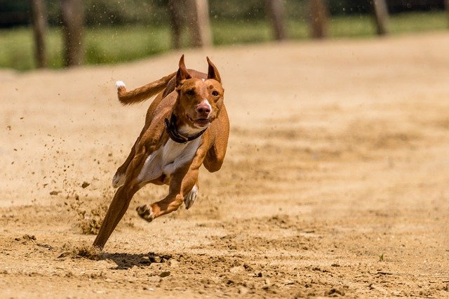 犬が脱走するのはなぜ アニホック往診専門動物病院