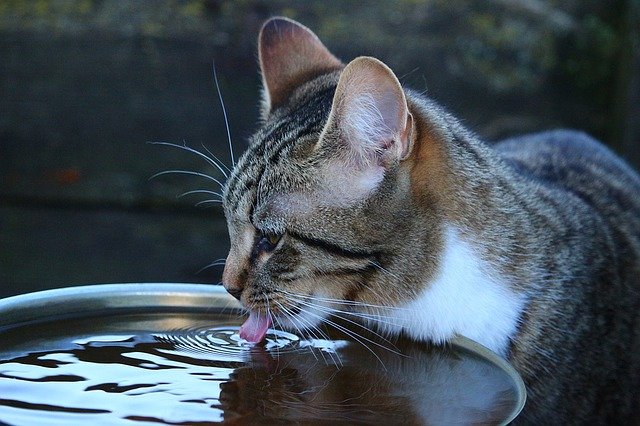 猫の飲水量が増えたかも？と思ったら