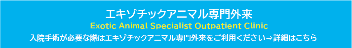 エキゾチックアニマル専門外来２