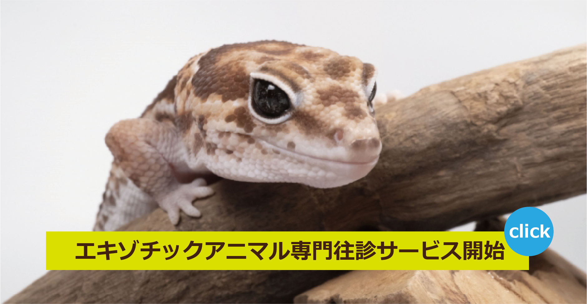 往診専門動物病院＿トカゲモドキ